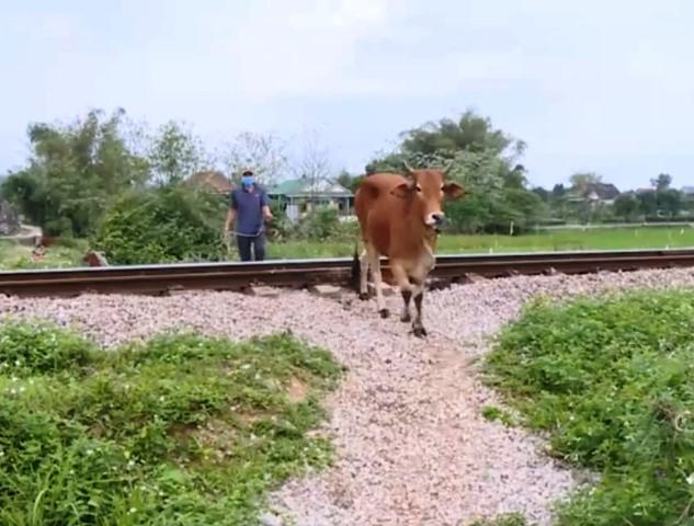 Hà Tĩnh: Mất an toàn giao thông từ các lối đi băng qua đường sắt