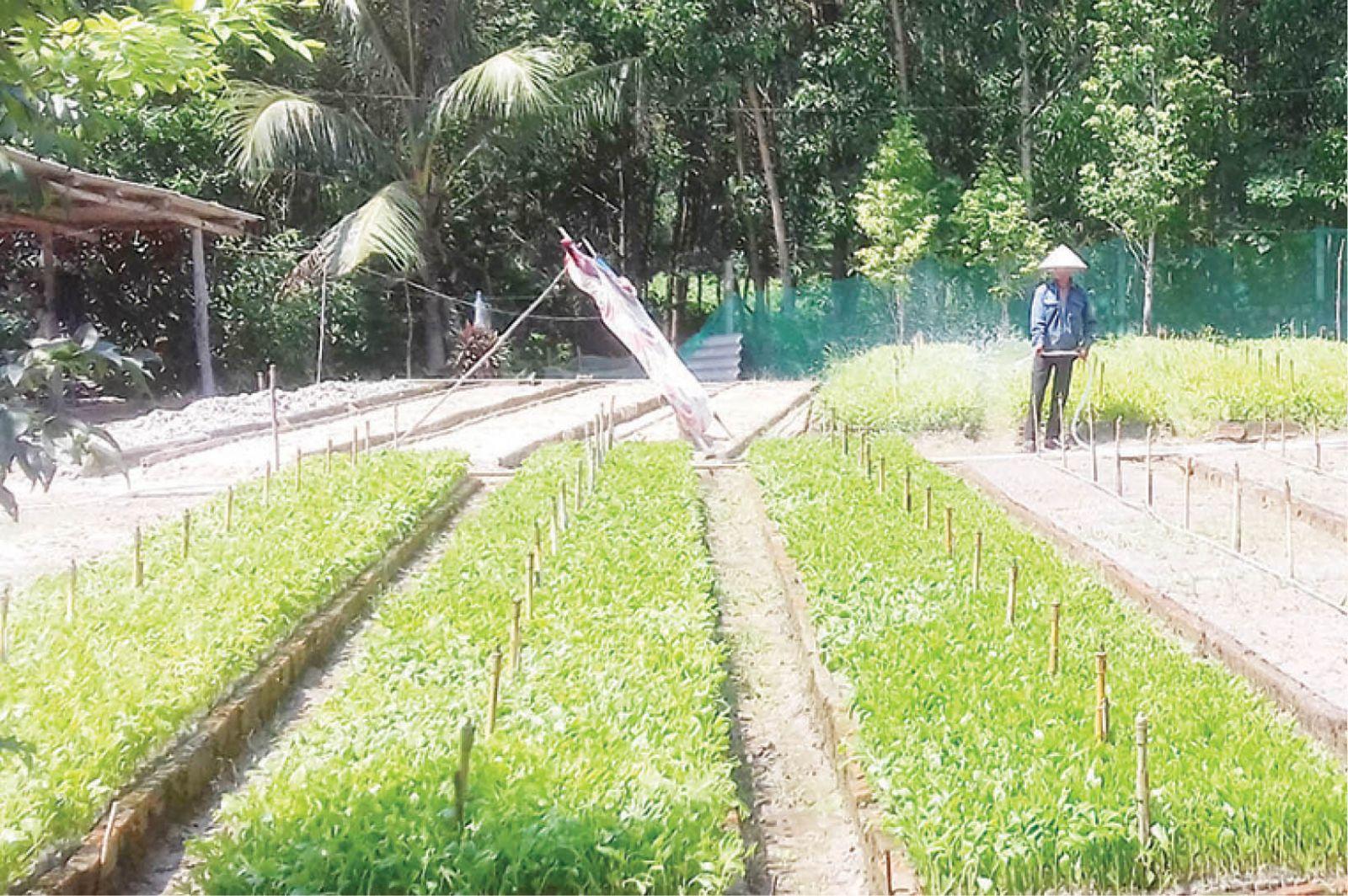 Hỗ trợ hộ trồng rừng quy mô nhỏ