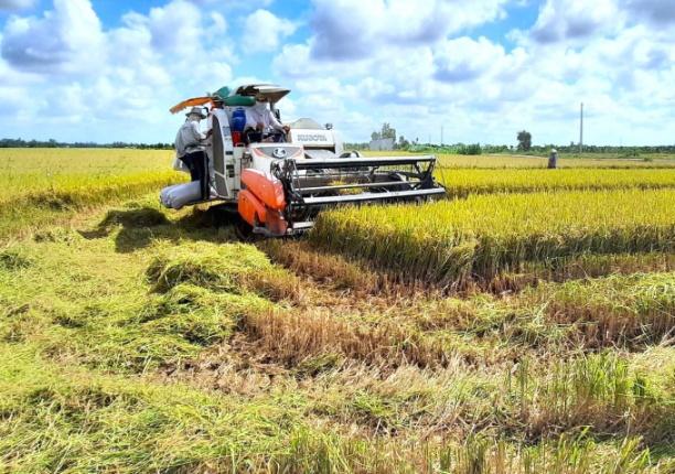 Thu hoạch lúa đông xuân tại HTX Mỹ Thành Nam, huyện Cai Lậy, tỉnh Tiền Giang. Ảnh: Minh Đảm.