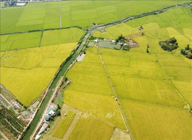 Dong Thap: Ung dung hieu qua cong nghe 4.0 trong san xuat lua hinh anh 1