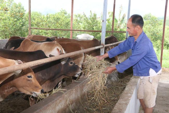 Hội Nông dân Hoà Bình: Tạo chỗ dựa vững chắc cho hội viên làm giàu - Ảnh 3.