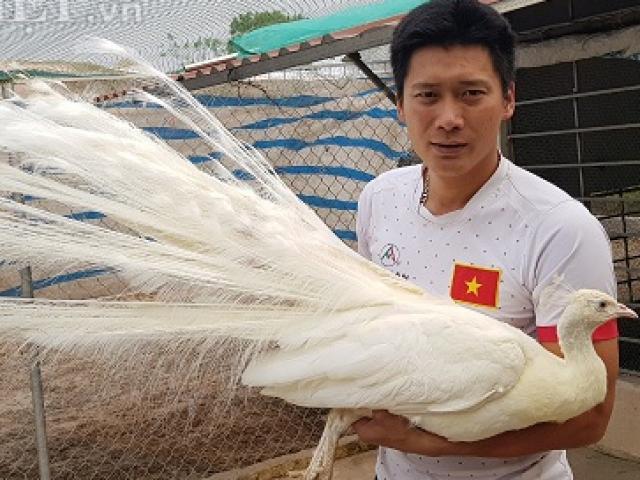 Về quê lập trại nuôi chim công quý hiếm, bán giá cao cho nhà giàu