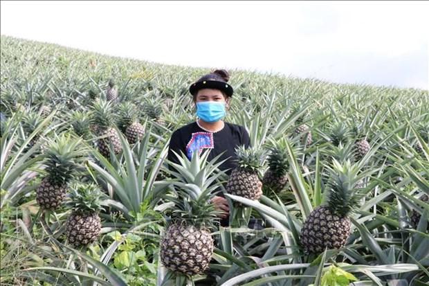 Bien doi khi hau: Gia Lai chuyen doi gan 600 ha dat lua han hinh anh 1