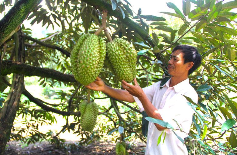 Huyện Đạ Huoai đang đẩy nhanh phát triển sầu riêng hữu cơ để nâng cao giá trị