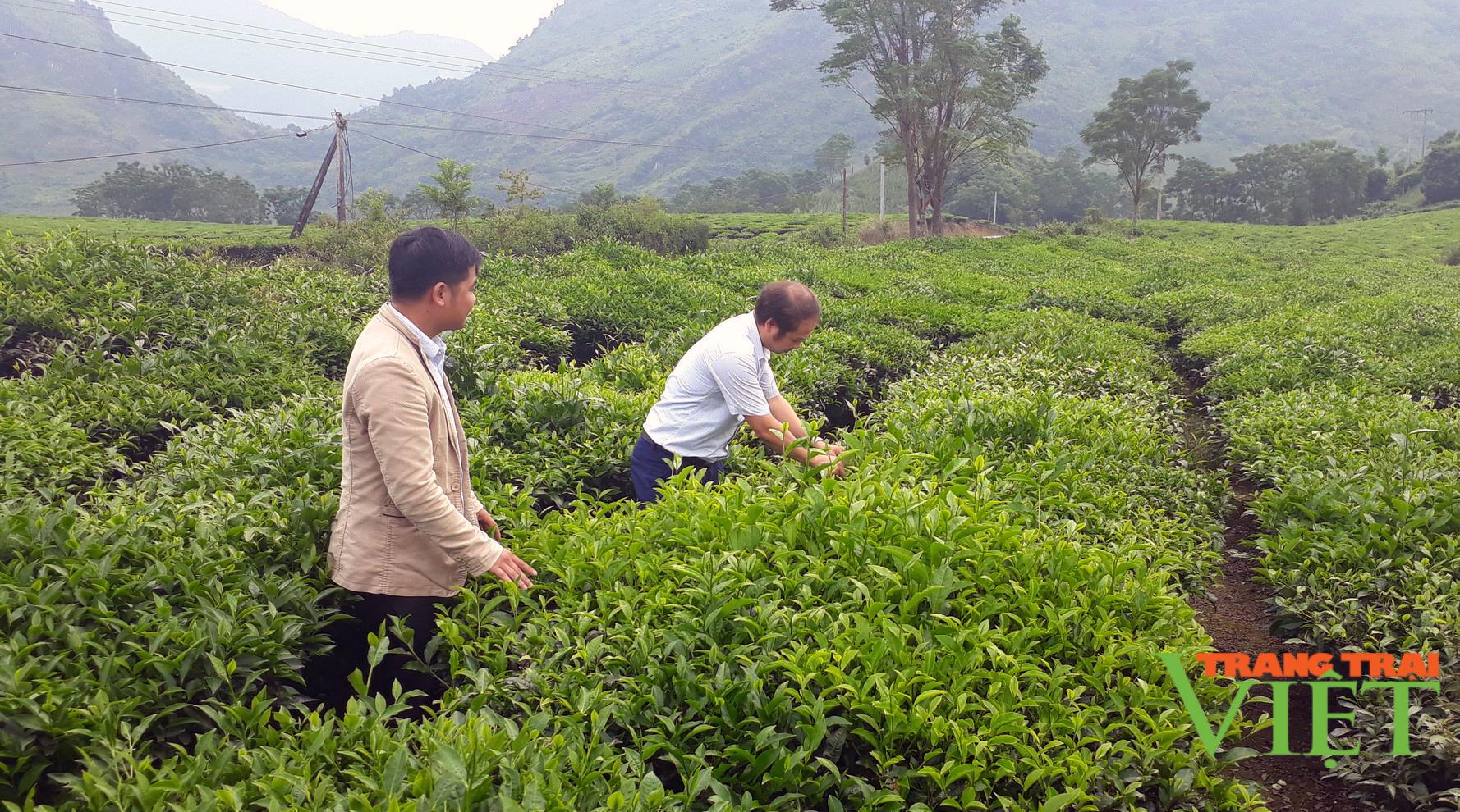 Tam Đường: Người trồng chè thích ứng với giá phân bón tăng cao  - Ảnh 1.