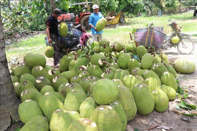 Đồng Tháp: Nông dân thua lỗ vì mít Thái giảm giá - Ảnh 2.