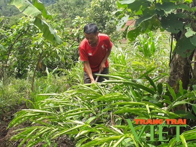 Nông thôn Tây Bắc: Phát triển kinh tế dưới tán rừng Mường Nhé   - Ảnh 3.