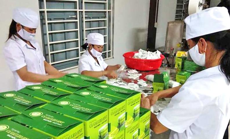 đóng-gói-sản-phẩm-trà-túi-lọc-cà-gai-leo-của-công-ty-tnhh-nông-nghiệp-xanh-quảng-bình.jpg