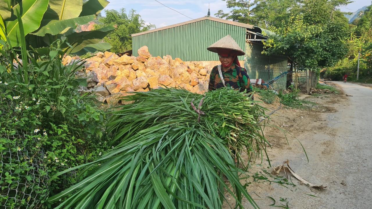 Sơn La: Nông dân nuôi bò gầy thành béo, thu trăm triệu mỗi năm  - Ảnh 4.