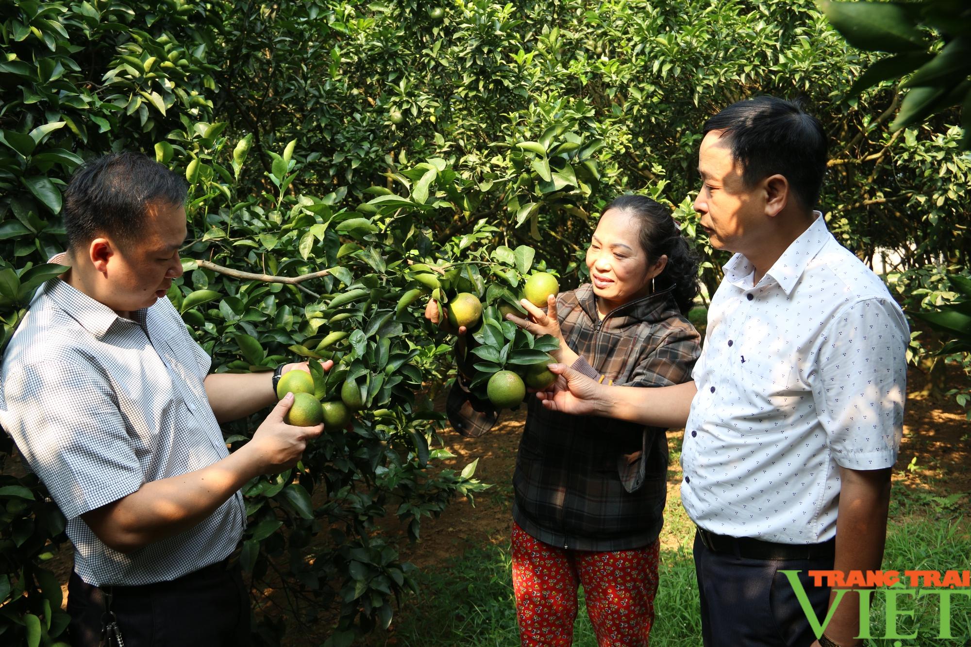 Nông dân Cao Phong có của ăn, của để từ cây ăn quả - Ảnh 3.