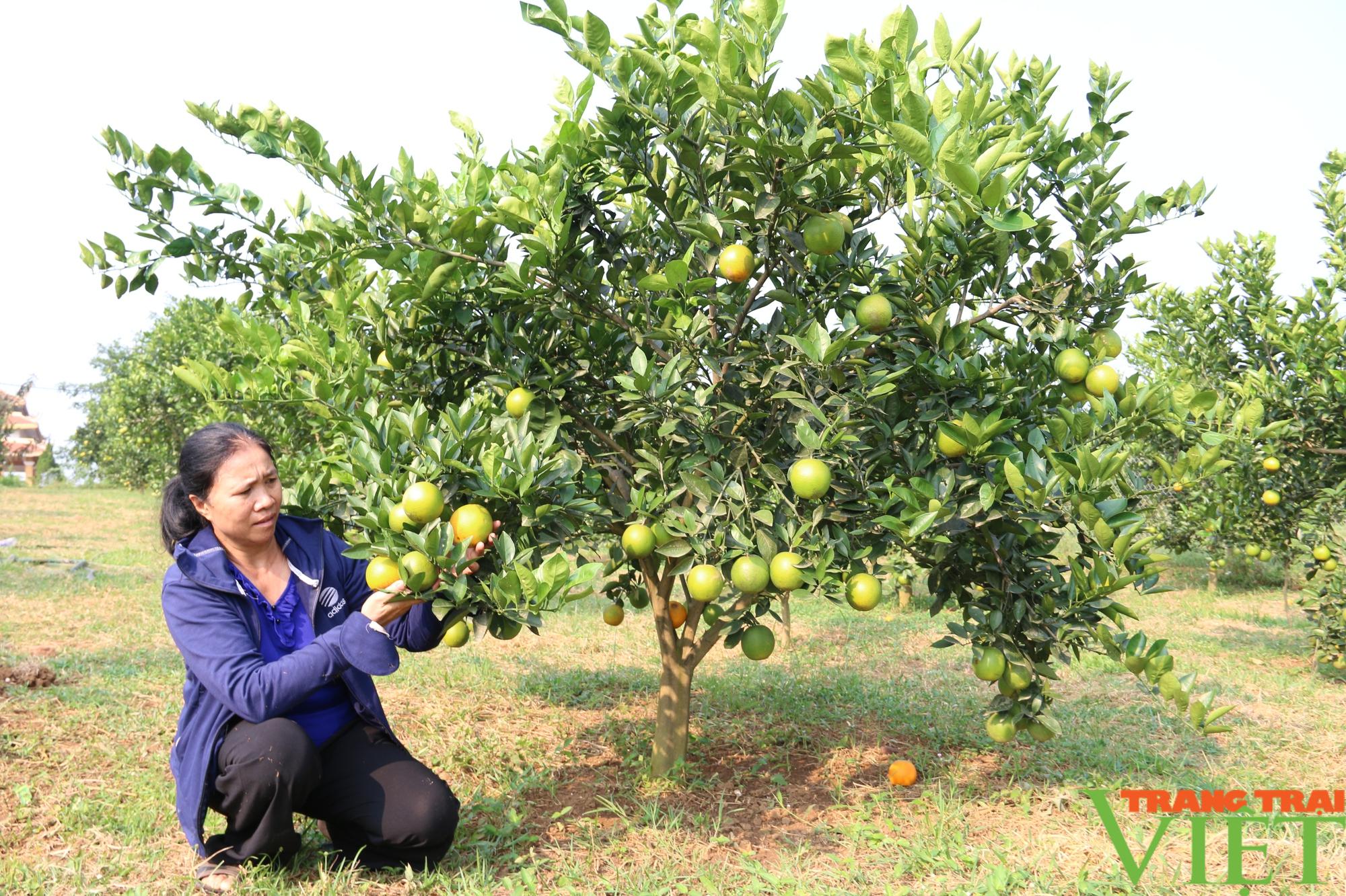 Nông dân Cao Phong có của ăn, của để từ cây ăn quả - Ảnh 1.