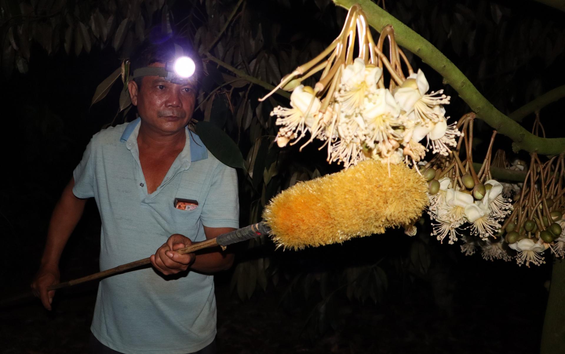 Lúc này, người dân dùng chổi lông để di chuyển hạt phấn đã chín của hoa này rơi trên đầu nhụy của hoa kia.