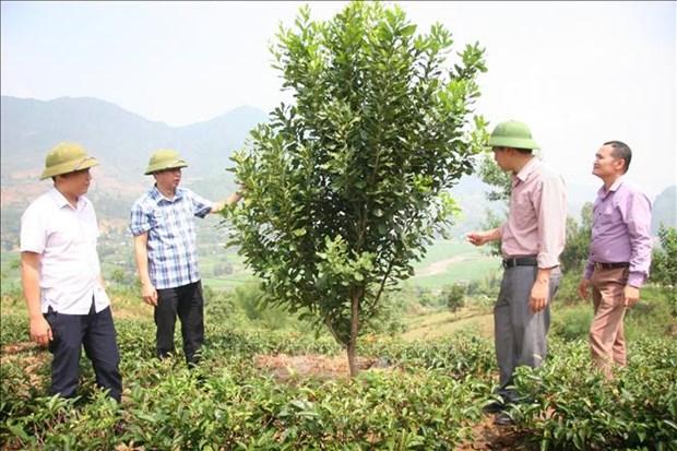 Trien vong tu cay mac ca o Lai Chau hinh anh 2