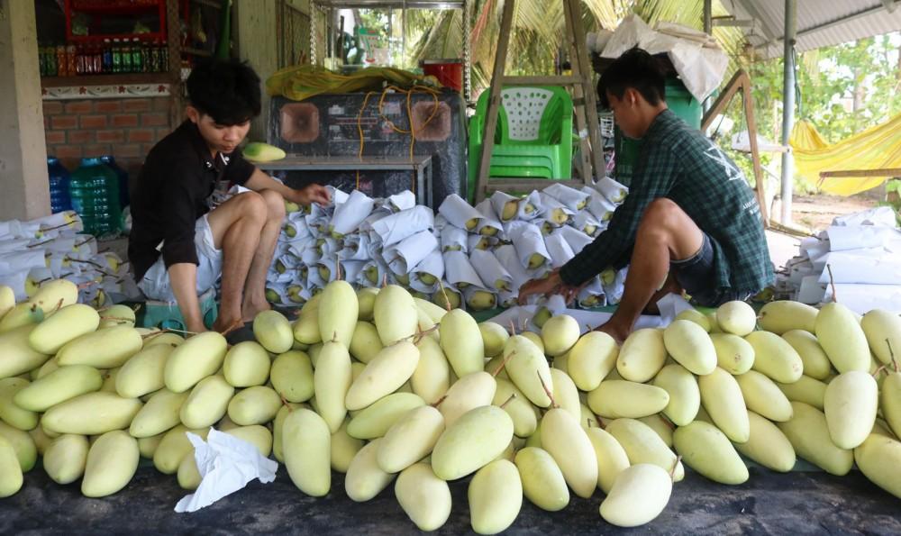 Hiện nhiều loại trái cây tại vùng ĐBSCL còn xuất khẩu chủ yếu ở dạng tươi thô nên giá trị chưa cao và không để được lâu. Trong ảnh: Thu mua trái xoài tại một vựa trái cây ở huyện Cờ Đỏ, TP Cần Thơ.