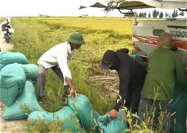 Quang Binh: Hieu qua tu giong lua moi canh tac theo phuong phap huu co hinh anh 2