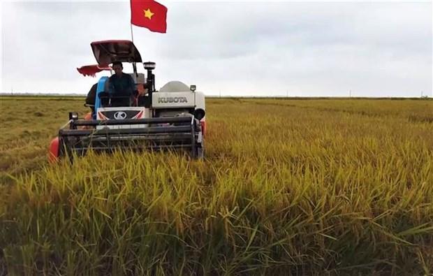 Quang Binh: Hieu qua tu giong lua moi canh tac theo phuong phap huu co hinh anh 3