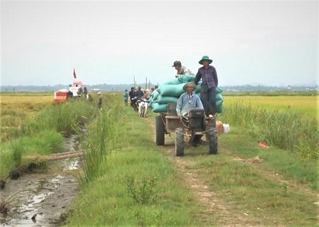 Quang Binh: Hieu qua tu giong lua moi canh tac theo phuong phap huu co hinh anh 1