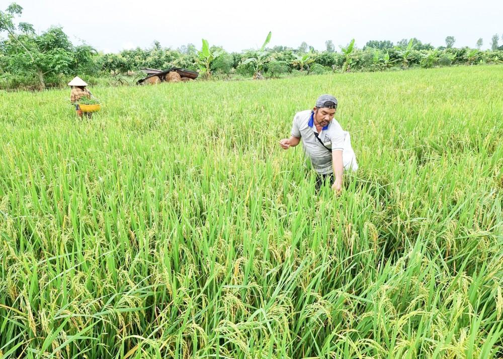 Nông dân sản xuất lúa hè thu 2022 tại TP Cần Thơ và nhiều tỉnh vùng ĐBSCL rất mong giá lúa khởi sắc hơn, đảm bảo lợi nhuận cho người trồng lúa khi giá phân bón và nhiều loại vật tư tăng cao.