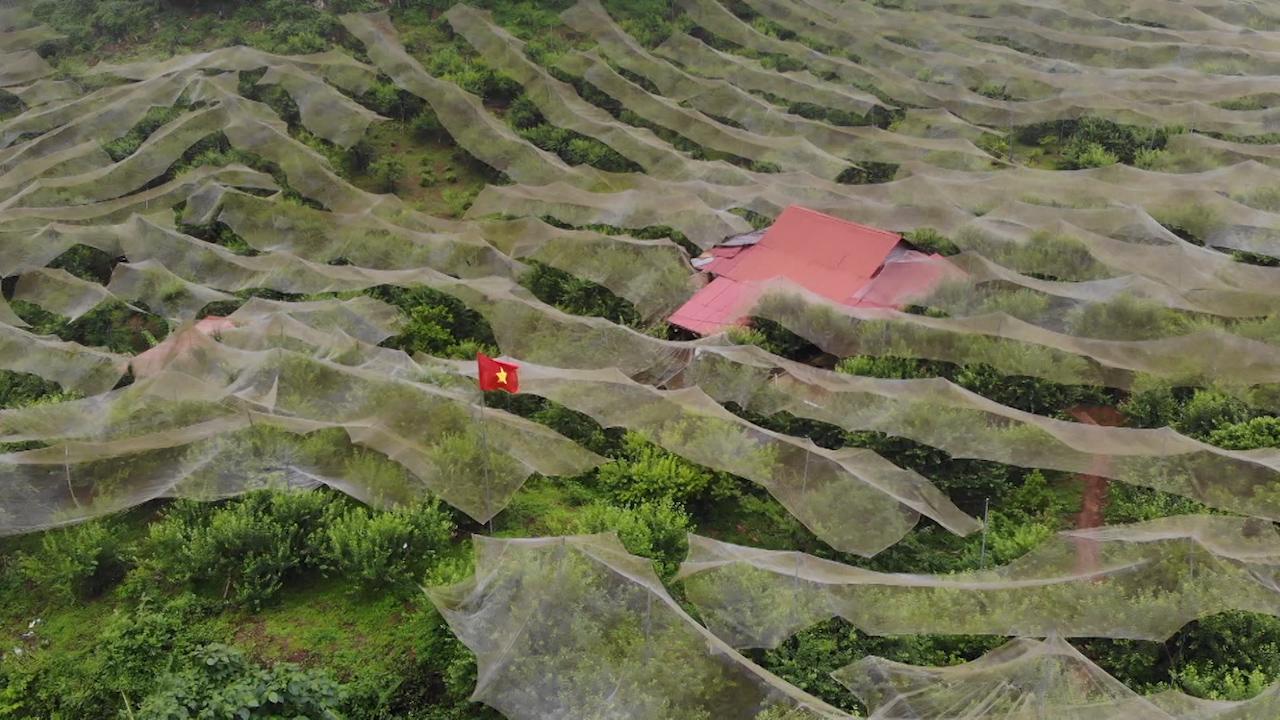 Trồng mận hậu hữu cơ trên cao nguyên, nông dân thu lái 700 triệu đồng/năm - Ảnh 6.