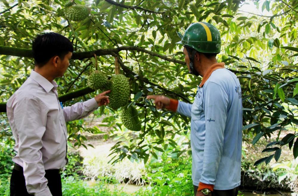 Một vườn sầu riêng nằm trong Hợp tác xã Nông nghiệp Tân Thới 1 đang cho trái.