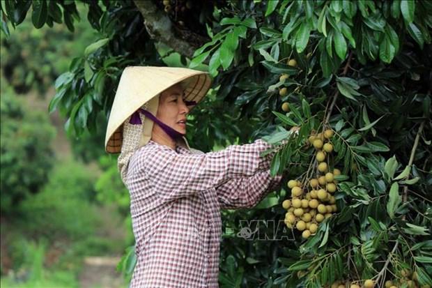 Son La: Hieu qua kinh te vuot troi tu nhan chin som hinh anh 2