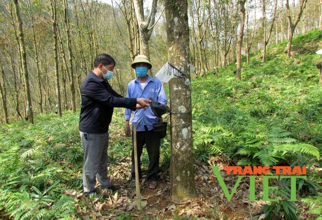 "Vàng trắng" lội ngược dòng mang no ấm cho người dân Phong Thổ   - Ảnh 4.