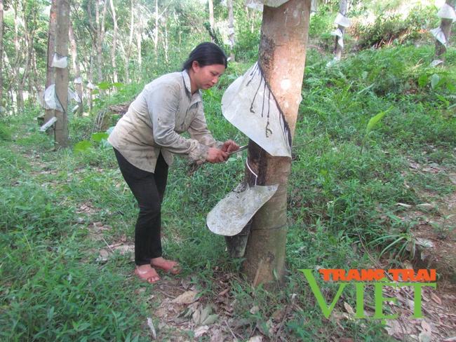 "Vàng trắng" lội ngược dòng mang no ấm cho người dân Phong Thổ   - Ảnh 5.