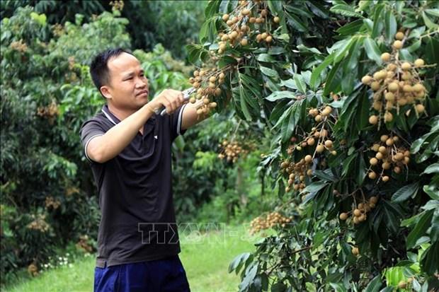 Son La: Hieu qua kinh te vuot troi tu nhan chin som hinh anh 5