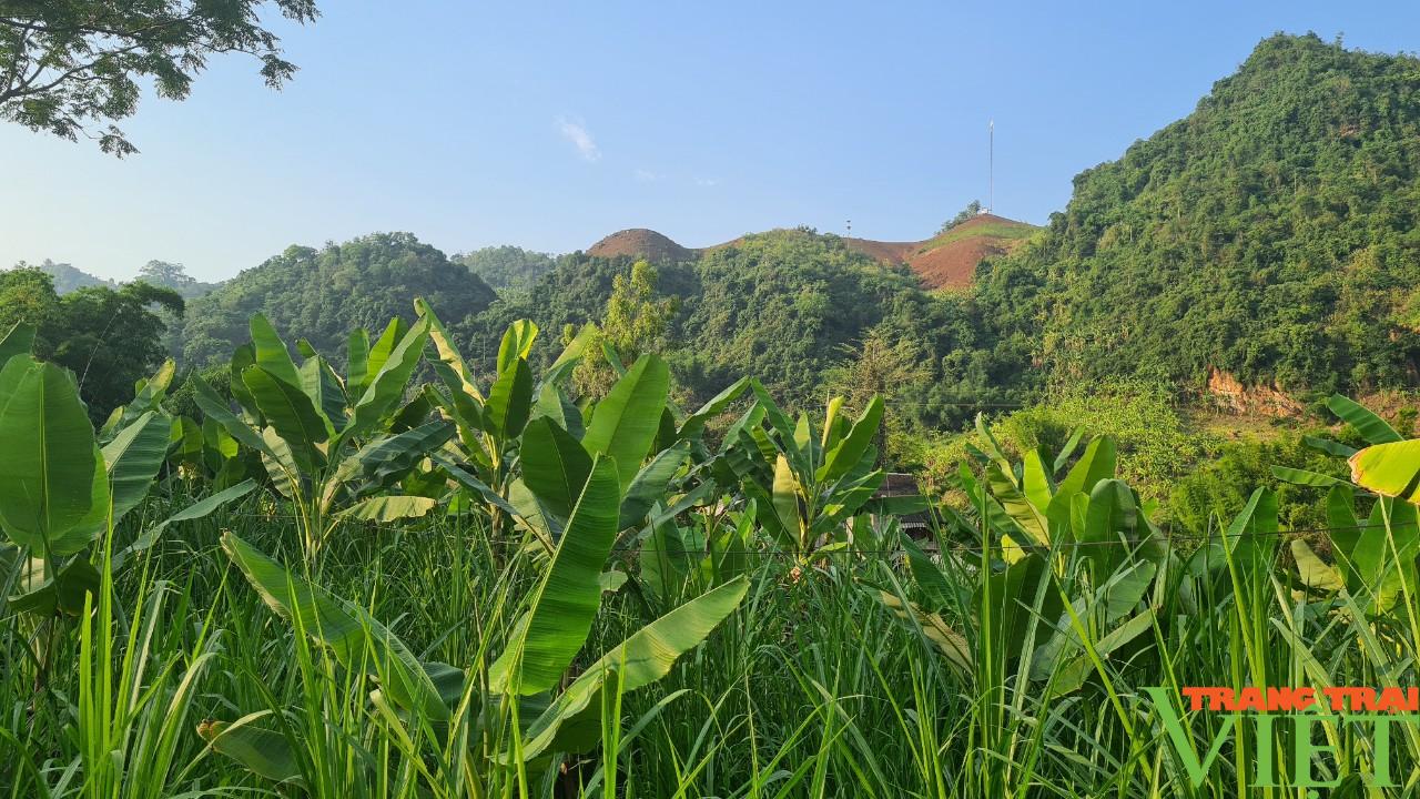 Sơn La: Phát triển chăn nuôi đàn đại gia súc - Ảnh 2.