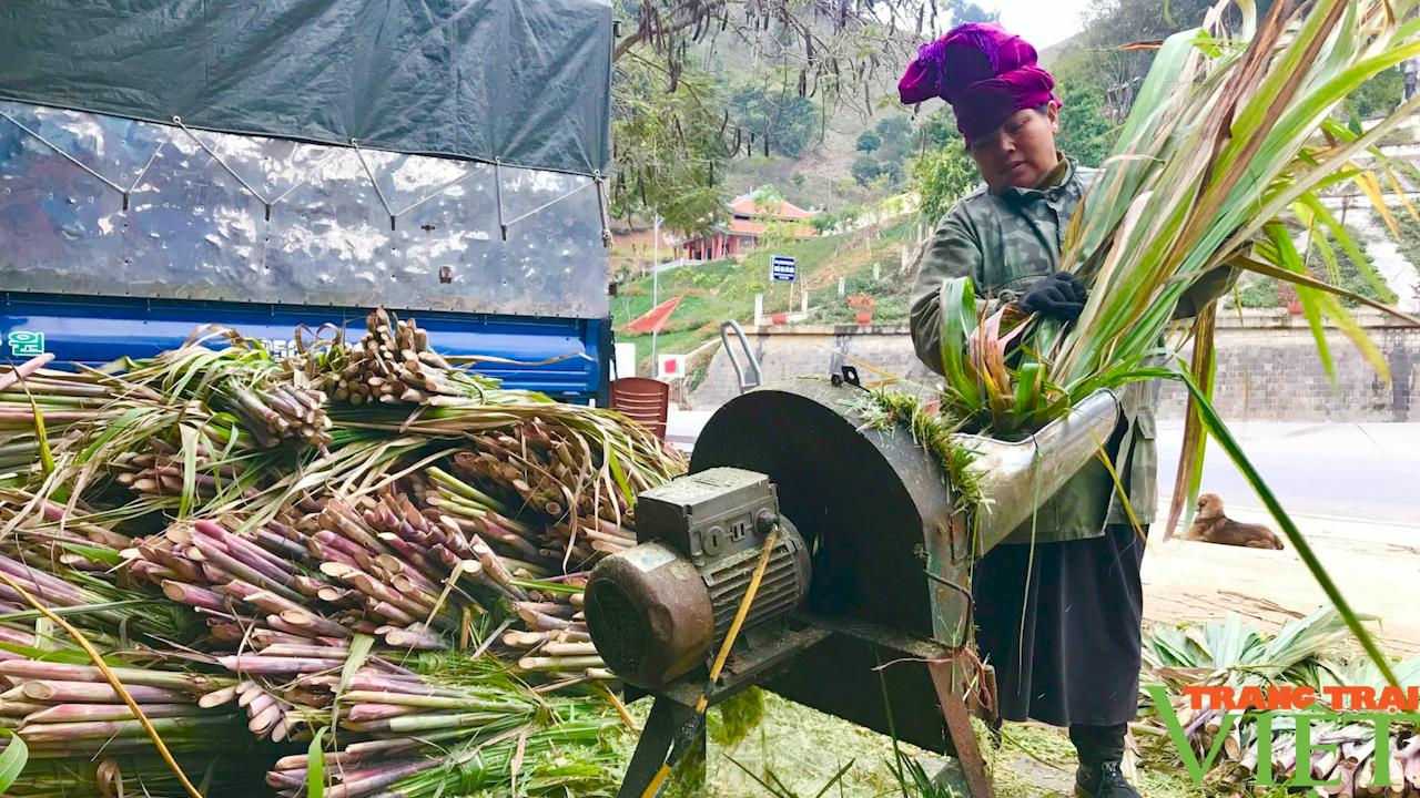 Sơn La: Phát triển chăn nuôi đàn đại gia súc - Ảnh 6.