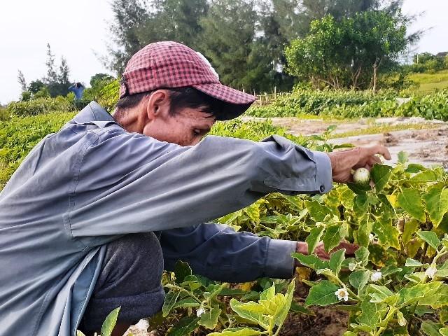 Hà Tĩnh: Gỡ 'nút thắt' trên cánh đồng muối bỏ hoang