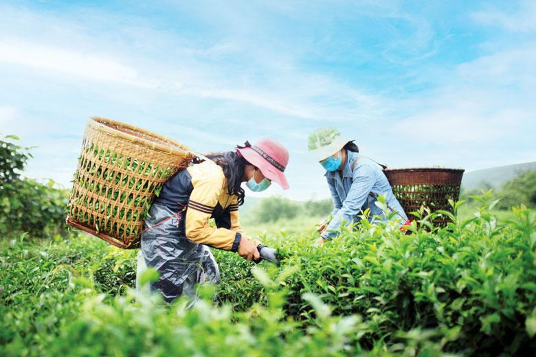 Nông dân sản xuất chè an toàn để đáp ứng yêu cầu ngày càng cao của thị trường trong và ngoài nước. Ảnh: Hồng Thắm