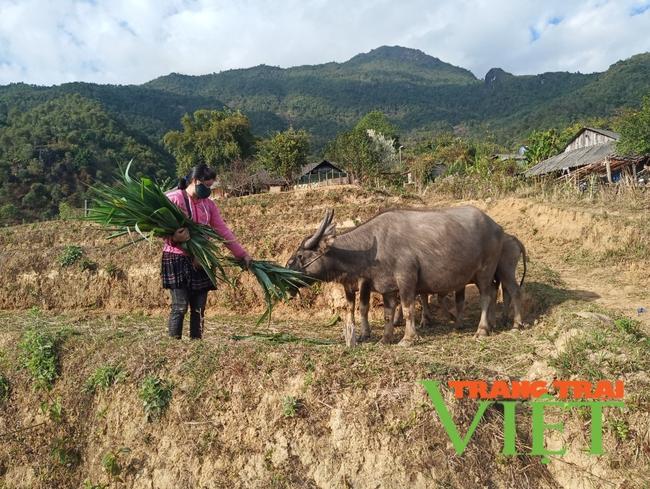 Tân Uyên: Chăn nuôi gia súc tập trung theo hướng hàng hoá   - Ảnh 5.