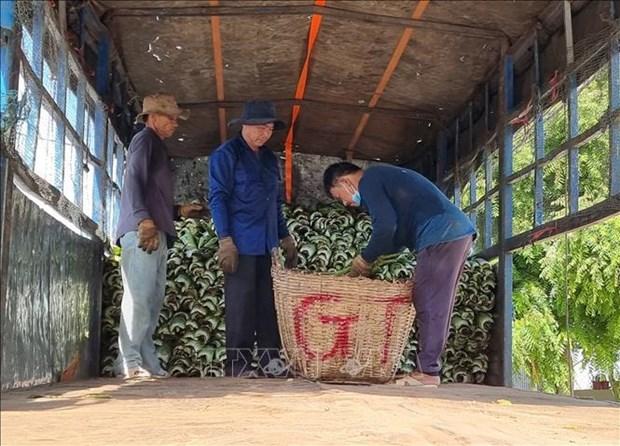 Nha dam Ninh Thuan hut hang mua nang nong, gia tang gap doi hinh anh 4