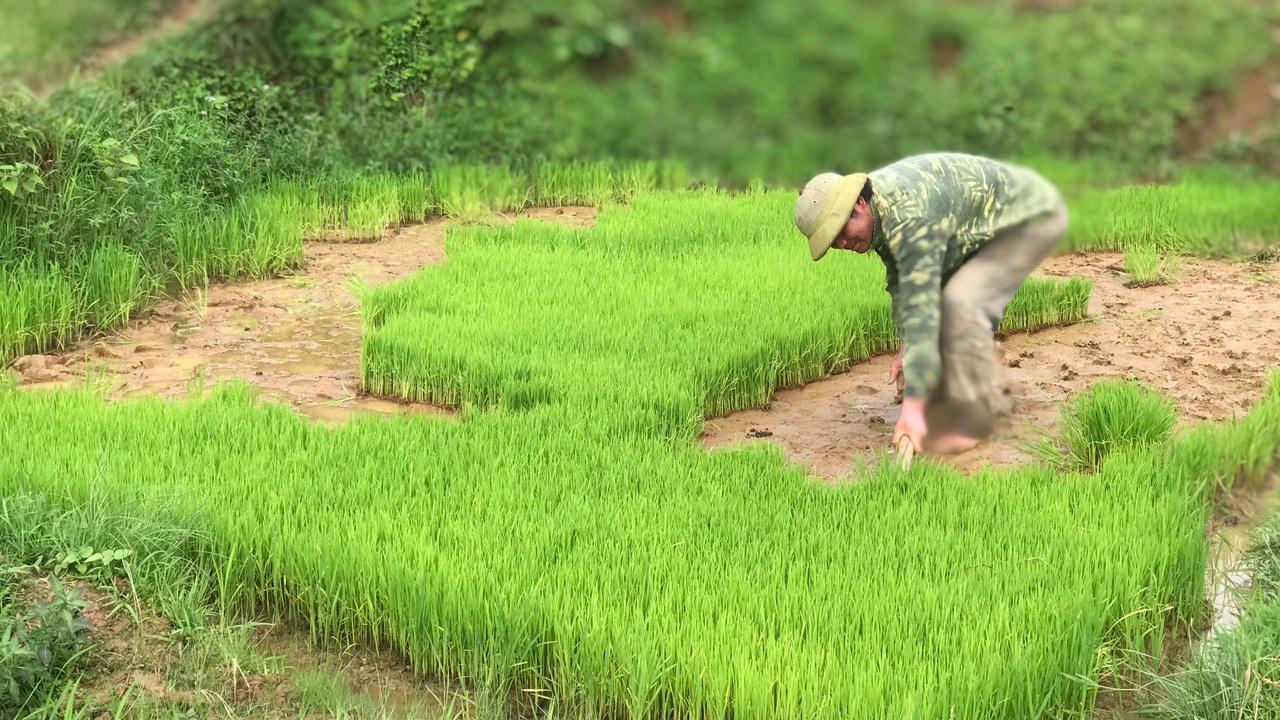 Thêm một vụ lúa chiêm Xuân thắng lợi trên đất Mai Sơn - Ảnh 3.