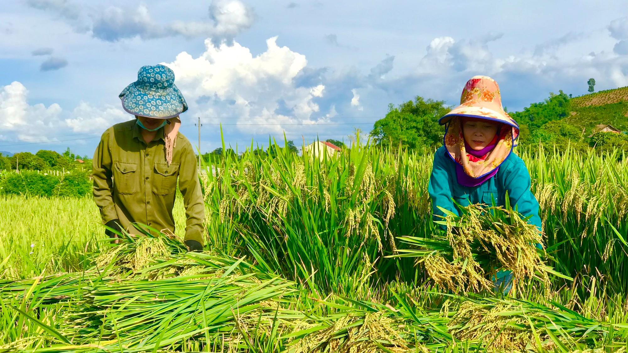 Thêm một vụ lúa chiêm Xuân thắng lợi trên đất Mai Sơn - Ảnh 2.