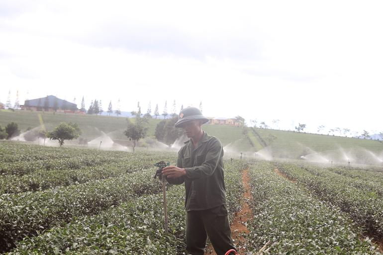 Người dân chuyển đổi trồng chè chất lượng cao, tăng thu nhập trên cùng một diện tích