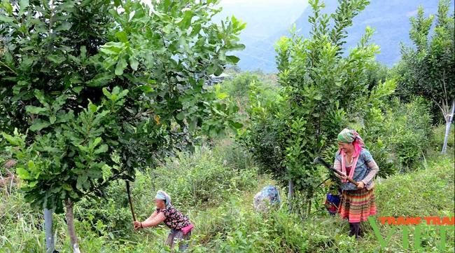 Lai Châu: Để nông nghiệp thu hút doanh nghiệp, nhà đầu tư - Ảnh 3.