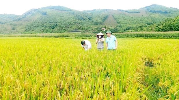 Mở hướng mới trong canh tác giống lúa chất lượng cao ở huyện Văn Yên hình ảnh 2 Mo huong moi trong canh tac giong lua chat luong cao o huyen Van Yen hinh anh 2