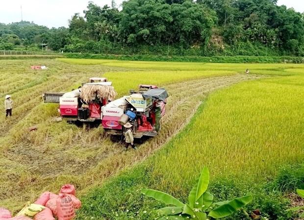 Mở hướng mới trong canh tác giống lúa chất lượng cao ở huyện Văn Yên hình ảnh 1 Mo huong moi trong canh tac giong lua chat luong cao o huyen Van Yen hinh anh 1