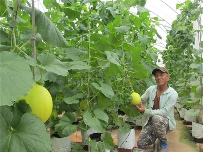 Có gì trong "Cẩm nang hướng dẫn xuất khẩu rau quả chính ngạch sang thị trường Trung Quốc"  - Ảnh 2.