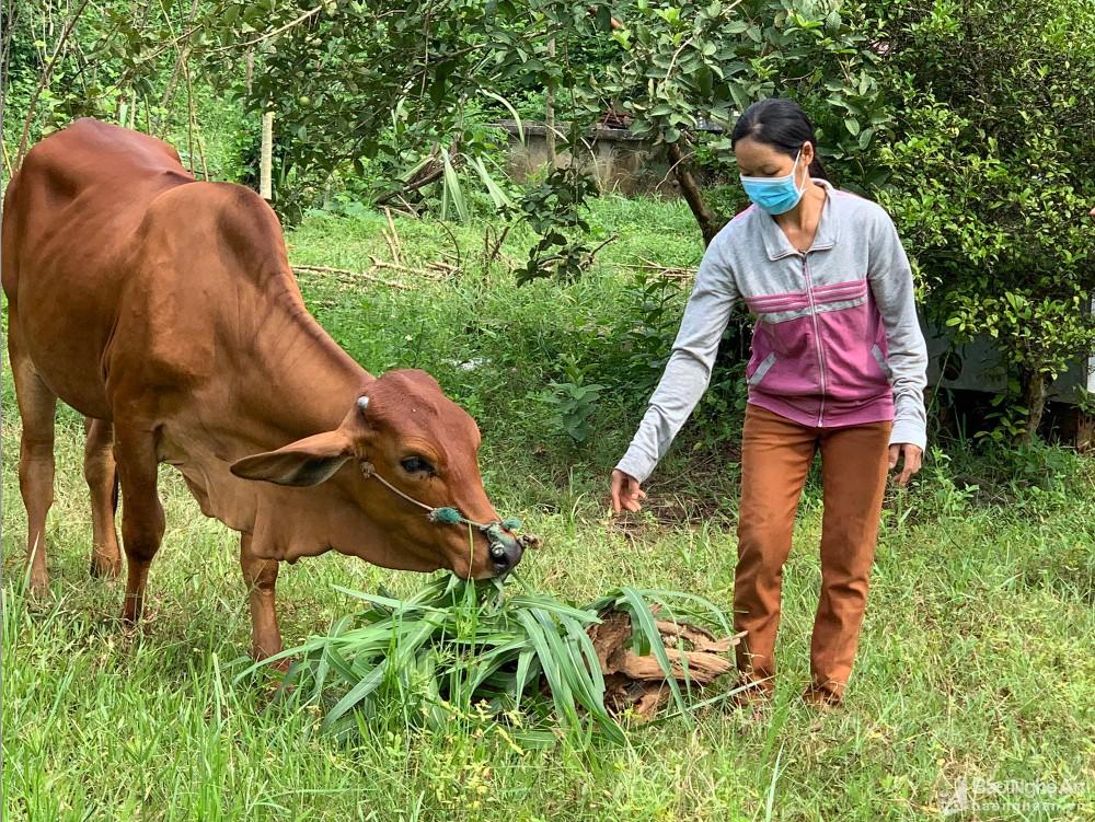 Ngân hàng Chính sách xã hội huyện Quỳnh Lưu làm tốt vai trò 'bà đỡ' hộ nghèo ảnh 2