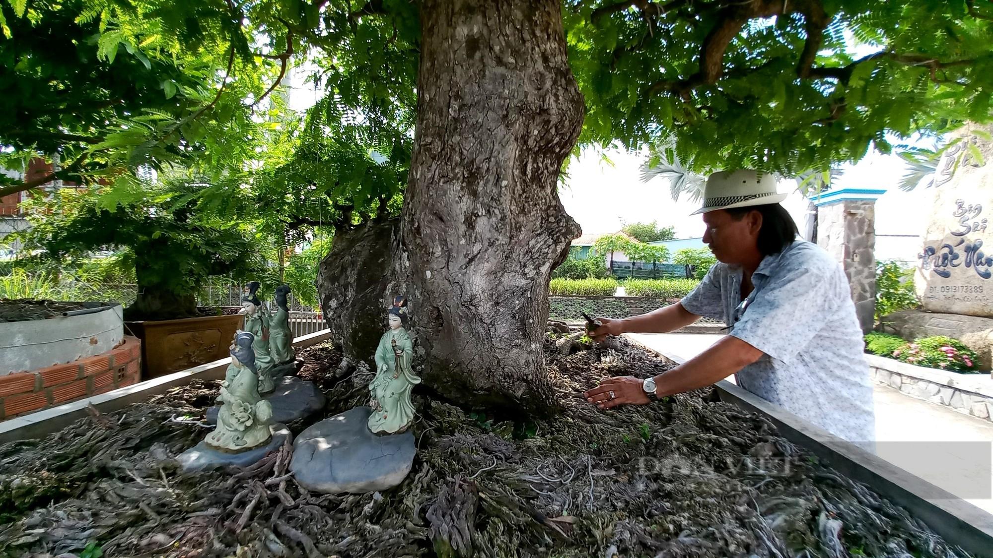 Thu nhỏ loại cây cao đến 20m, trái chua loét, ông nông dân vùng hạ Long An tì tì thu tiền tỷ - Ảnh 7.