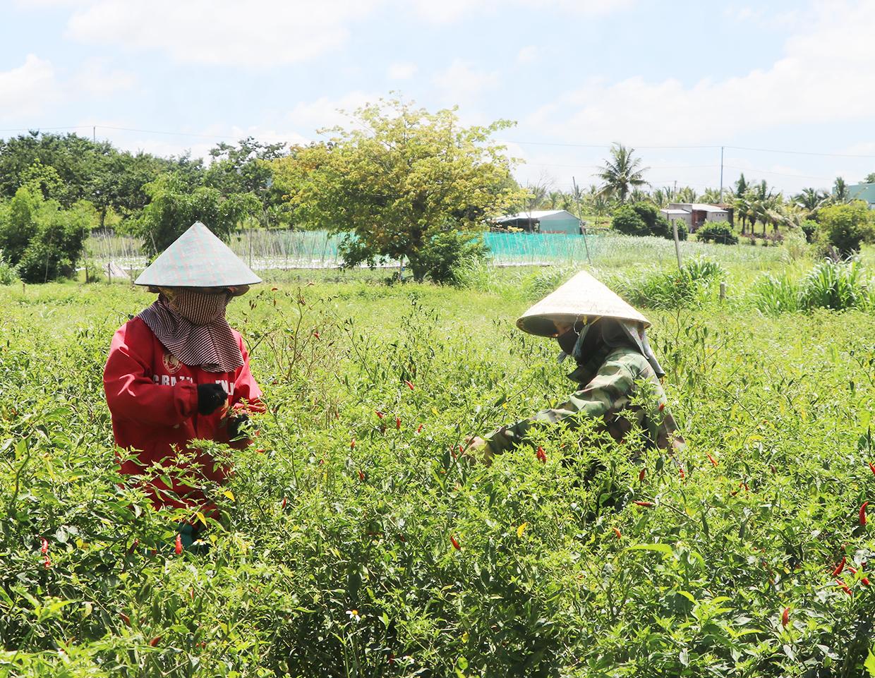 Giá ớt tăng gấp 3-4 lần, nông dân Gia Lai thu lãi 250 - 300 triệu đồng/ha - Ảnh 3.