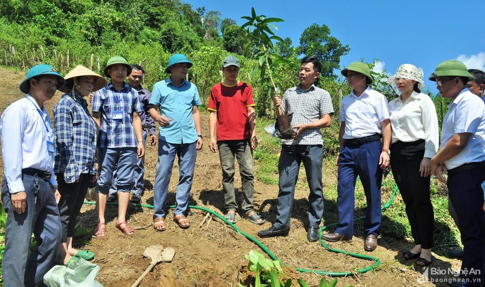 Hỗ trợ 400 giống cây ăn quả tại xã Xiêng My (Tương Dương) ảnh 2