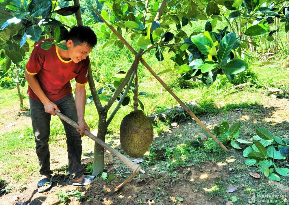 Hỗ trợ 400 giống cây ăn quả tại xã Xiêng My (Tương Dương) ảnh 4