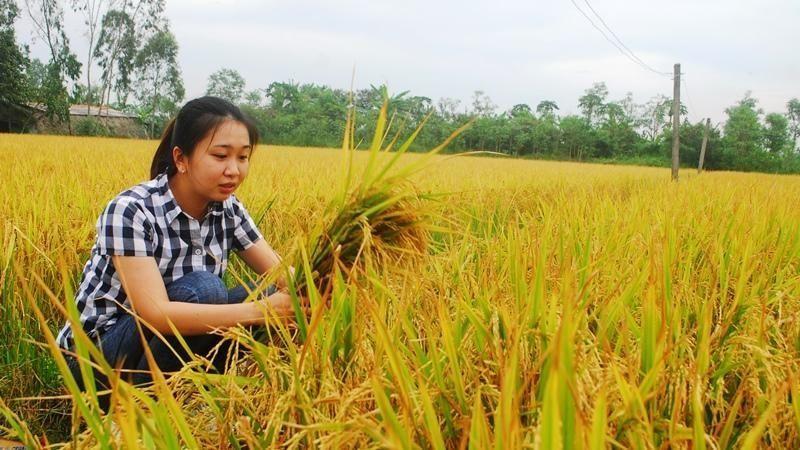 Tiền Giang xây dựng thương hiệu gạo Gò Công - Ảnh 1.