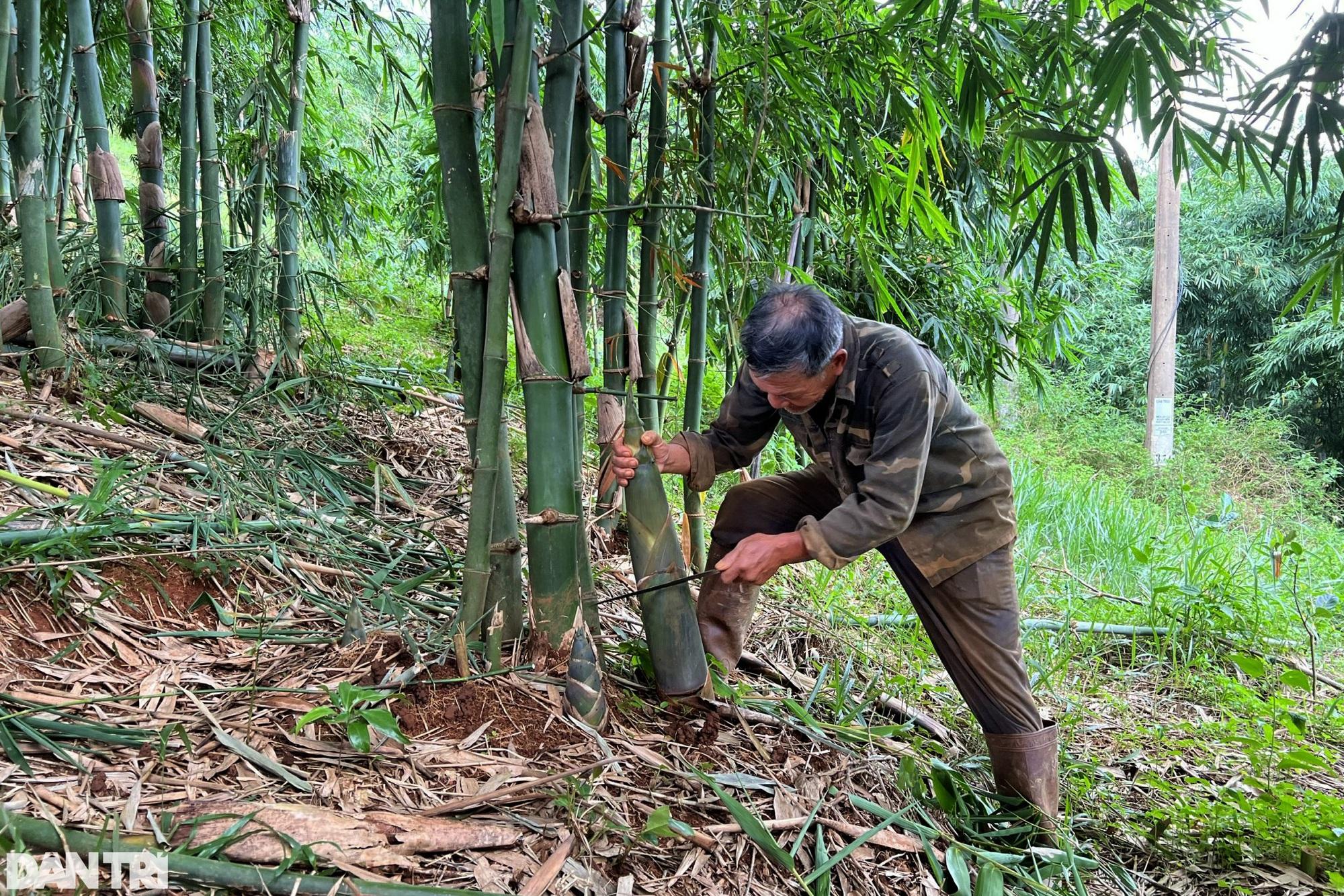 Nhờ vườn cây "trăm đốt" độc nhất vô nhị, vợ chồng lão nông cao nguyên tiền tỷ mỗi tháng - Ảnh 2.