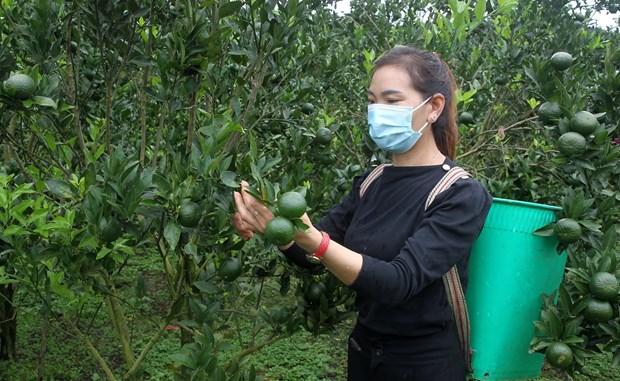 "Doi canh" cho phat trien nong nghiep hang hoa Lao Cai hinh anh 2