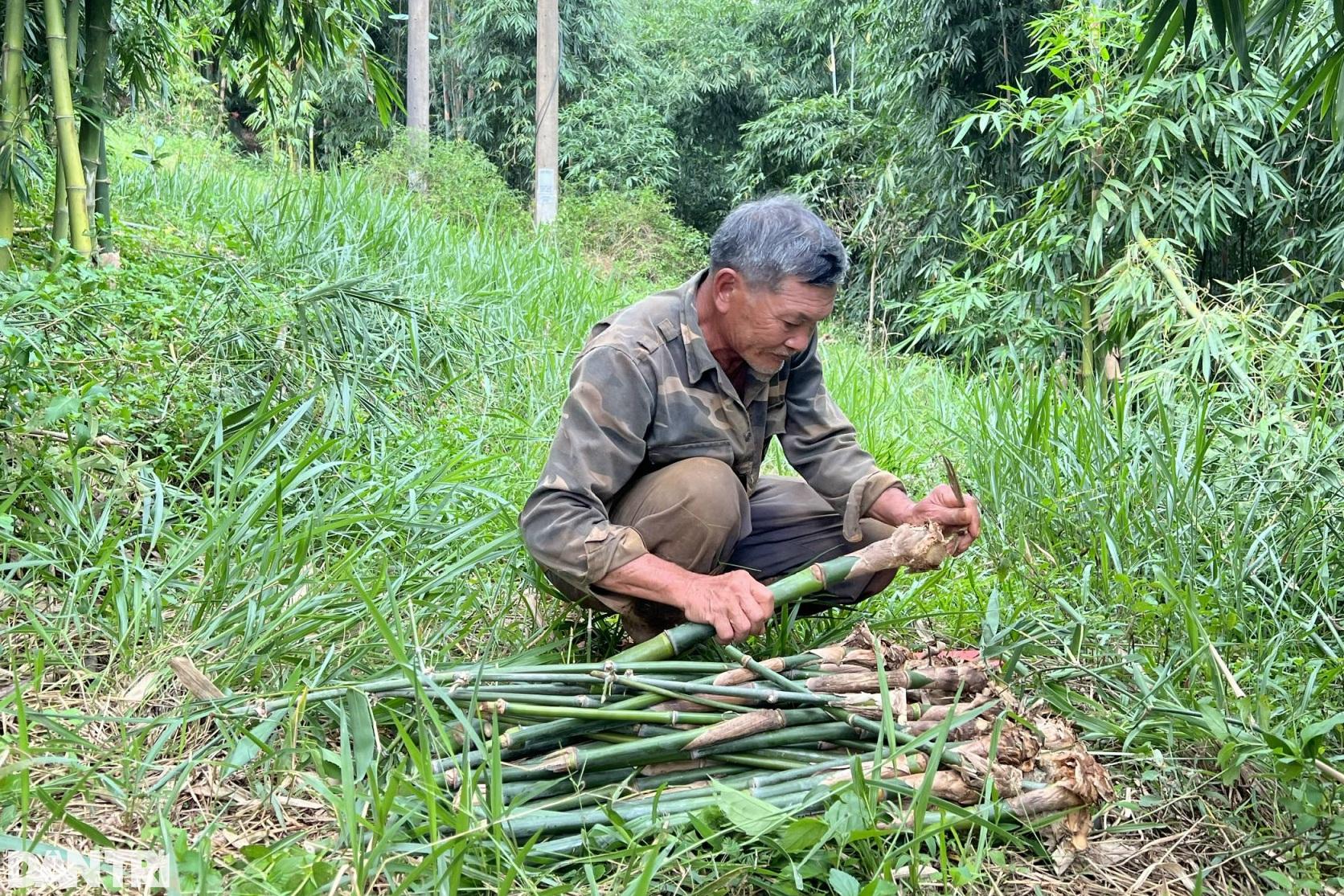 Nhờ vườn cây "trăm đốt" độc nhất vô nhị, vợ chồng lão nông cao nguyên tiền tỷ mỗi tháng - Ảnh 4.